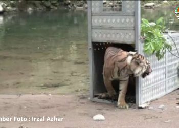 Hindari Perkawinan Sedarah, Harimau Surya Manggala dan Citra Kartini Dilepasliarkan di TNKS Kerinci