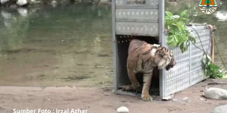 Hindari Perkawinan Sedarah, Harimau Surya Manggala dan Citra Kartini Dilepasliarkan di TNKS Kerinci