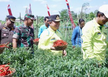 Gubernur Al Haris: Panen Cabai Momentum Pembangunan Pertanian