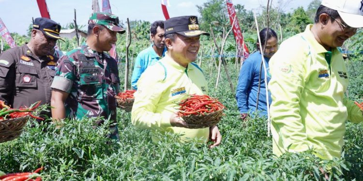 Gubernur Al Haris: Panen Cabai Momentum Pembangunan Pertanian
