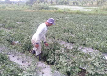 Petani Mengeluh Terancam Gagal Panen Usai Diguyur Hujan Abu Gunung Kerinci
