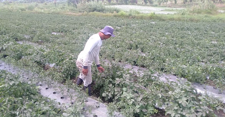 Petani Mengeluh Terancam Gagal Panen Usai Diguyur Hujan Abu Gunung Kerinci