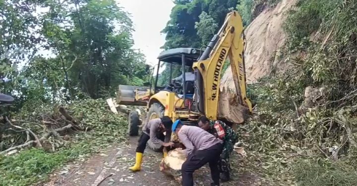 Peduli Keselamatan, Polsek Danau Kerinci Bersama Warga Tumbangkan Pohon Tua di Pinggir Jalan