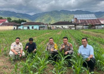 Kapolres Kerinci Tinjau Perkembangan Tanaman Jagung di Polsek Air Hangat