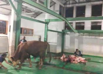 Disnakkan Sungai Penuh Imbau Warga Sembelih Hewan di Rumah Potong Hewan