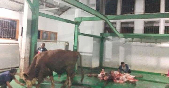 Disnakkan Sungai Penuh Imbau Warga Sembelih Hewan di Rumah Potong Hewan