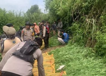 Ladang Ganja di Bromo Terungkap, Enam Tersangka Diamankan