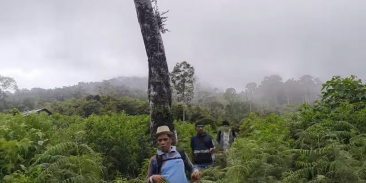 Hari Ketiga Pencarian Wira, Hasil Masih Nihil—Tim Perluas Penyisiran di Hutan Kumun Debai