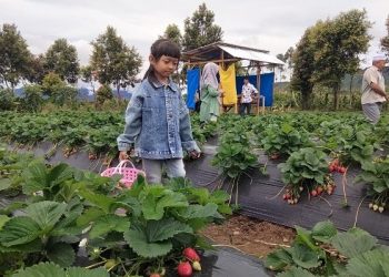 Serunya Wisata Petik Stroberi Bersama Anak-anak Saat Libur Lebaran di Kerinci