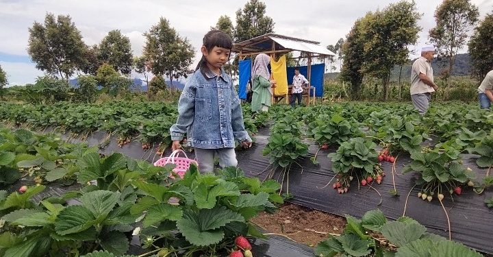 Serunya Wisata Petik Stroberi Bersama Anak-anak Saat Libur Lebaran di Kerinci