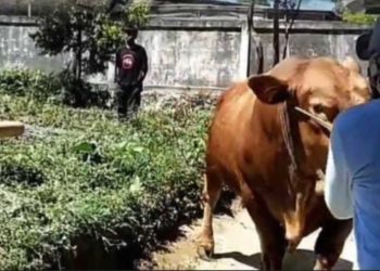 Presiden Prabowo Serahkan Sapi Kurban Seberat 926 Kg untuk Warga Kerinci