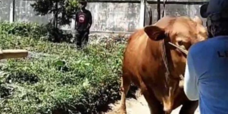 Presiden Prabowo Serahkan Sapi Kurban Seberat 926 Kg untuk Warga Kerinci