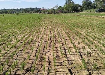 Musim Kemarau 2025 Lebih Basah Tapi Karhutla Tetap Mengintai Pakar: Jangan Lengah