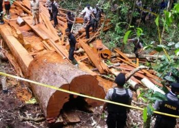 Polisi Gerebek Pembalakan Liar di Hutan Senepis Riau, 2,5 Ton Kayu Ilegal Diamankan