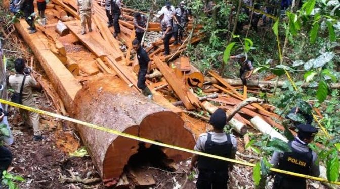 Polisi Gerebek Pembalakan Liar di Hutan Senepis Riau, 2,5 Ton Kayu Ilegal Diamankan