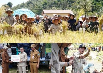 Bupati Monadi dan Wabup Murison Dampingi Gubernur Jambi Panen Raya Padi dan Ikan Semah di Kerinci