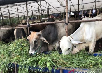Jelang Idul Adha, Waspadai Zoonosis Ini Tips Memilih Hewan Kurban yang Sehat dan Aman