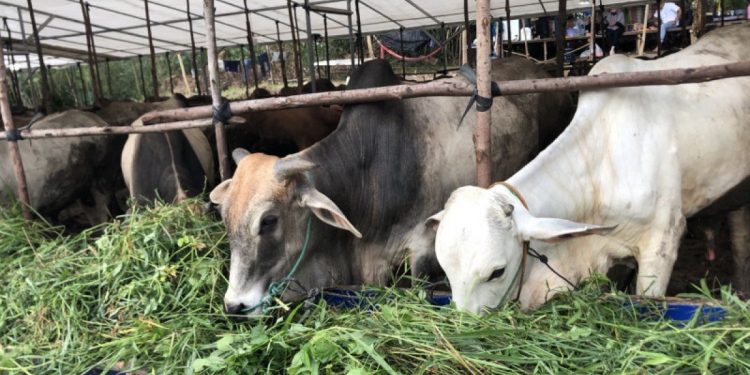 Jelang Idul Adha, Waspadai Zoonosis Ini Tips Memilih Hewan Kurban yang Sehat dan Aman
