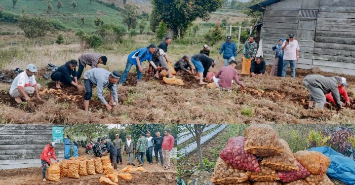 Panen Fantastis Kentang MZ di Kayu Aro: Bibit Sedikit, Hasil Melimpah