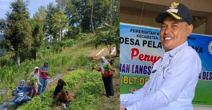 Meragukan! Dana Produksi Pertanian di Desa Pelayang Raya Hampir Setengah Milliar