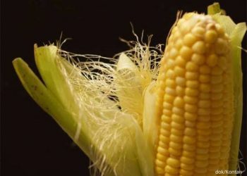 Teh Koja: Inovasi Mahasiswa UNG Ubah Rambut Jagung Jadi Minuman Herbal Berkhasiat