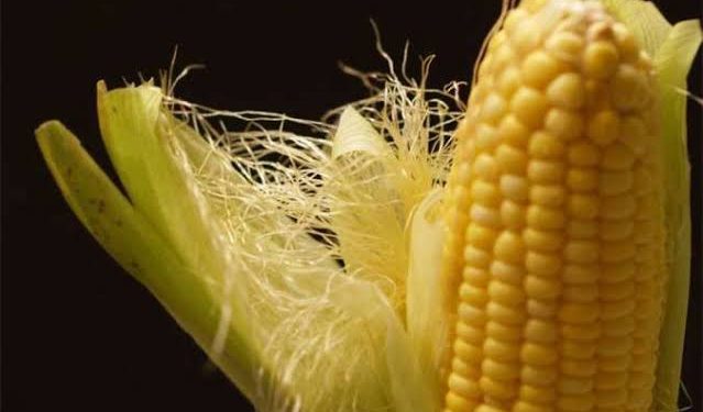 Teh Koja: Inovasi Mahasiswa UNG Ubah Rambut Jagung Jadi Minuman Herbal Berkhasiat