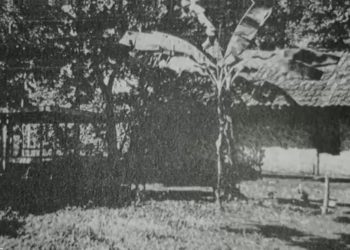 Pohon Pisang di Lubang Buaya, Saksi Bisu Tragedi 30 September 1965