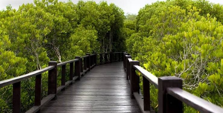 “Liburan Asyik Nggak Harus Mahal! Ini 4 Wisata Alam Murah di Tegal yang Wajib Kamu Kunjungi”
