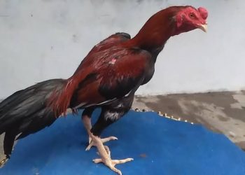 Rahasia Merawat Ayam Bangkok agar Tahan Pukulan