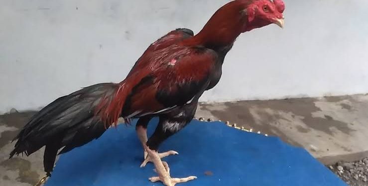 Rahasia Merawat Ayam Bangkok agar Tahan Pukulan