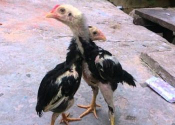 Tips Memilih Anakan Ayam Adu yang Unggul
