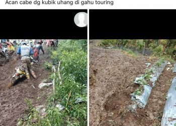 Lahan Cabe dan Kentang Rusak Akibat Trail Adventure Jelasak, Panitia Baru Janji Bertanggung Jawab