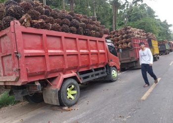 Harga Sawit di Mukomuko Tembus Rp3.100 per Kg, Dua Pabrik Tutup