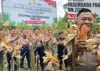 Polres Kerinci Panen Raya Jagung Tahap III Dukung Ketahanan Pangan
