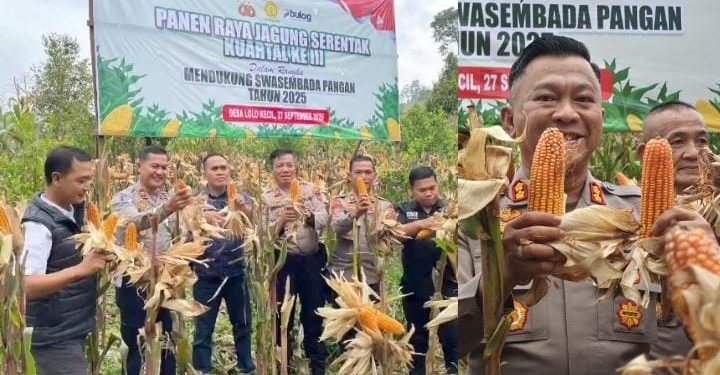 Polres Kerinci Panen Raya Jagung Tahap III Dukung Ketahanan Pangan