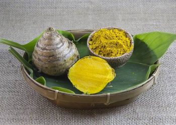 Temulawak: “Si Kuning Emas” dengan Segudang Manfaat untuk Kesehatan Tubuh