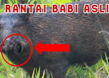 Misteri Rantai Babi: Jimat Kebal yang Menyimpan Rahasia Gelap Nusantara