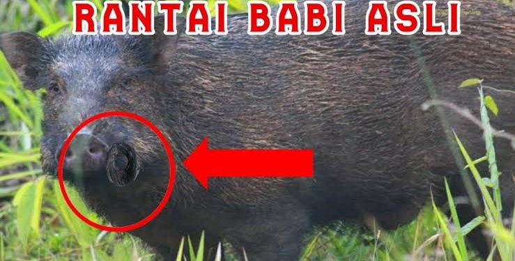 Misteri Rantai Babi: Jimat Kebal yang Menyimpan Rahasia Gelap Nusantara