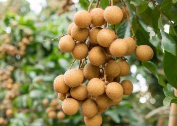 5 Manfaat Buah Kelengkeng untuk Ibu Hamil, Plus Aturan Aman Mengonsumsinya