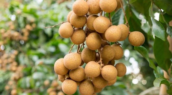 5 Manfaat Buah Kelengkeng untuk Ibu Hamil, Plus Aturan Aman Mengonsumsinya