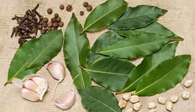 Bolehkan Minum Air Rebusan Daun Salam Setiap Hari? Ini Manfaat & Aturan Aman Konsumsinya!
