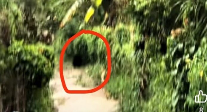 Warga Kerinci Dikejar Beruang, Ibu-Ibu Nyaris Jadi Korban
