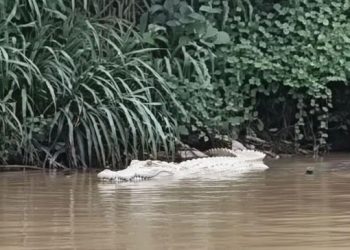 Warga Gempar! Buaya Putih Tiba-tiba Muncul di Sungai, Netizen Ikut Heboh