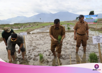 Pemkab Kerinci Optimalkan Lahan Terbengkalai, Dorong Produktivitas Pertanian dan Kesejahteraan Petani