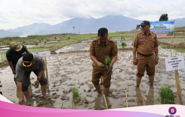 Pemkab Kerinci Optimalkan Lahan Terbengkalai, Dorong Produktivitas Pertanian dan Kesejahteraan Petani